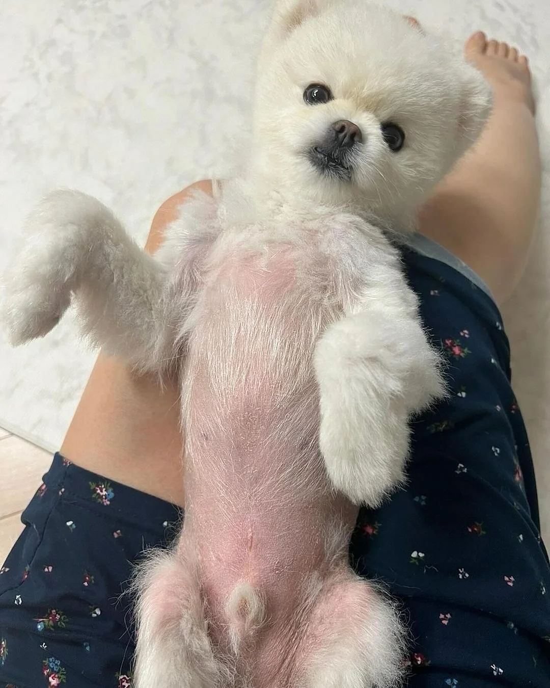 반려동물 털 제거기 4