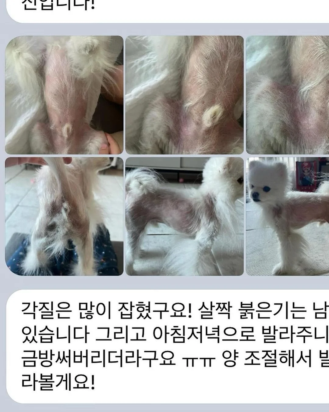 반려동물 털 제거기 6