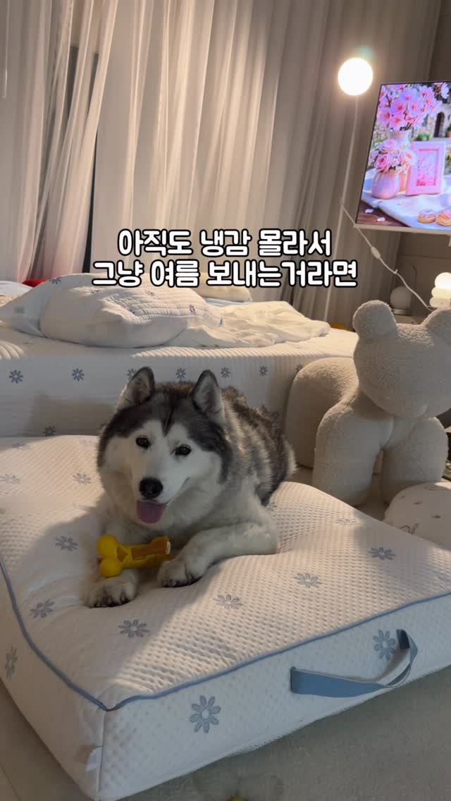 남은 과일/반찬 접시 보관 커버
