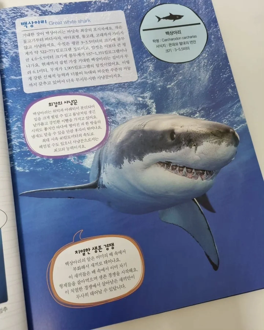 아디불꽃 스타일 레깅스 11