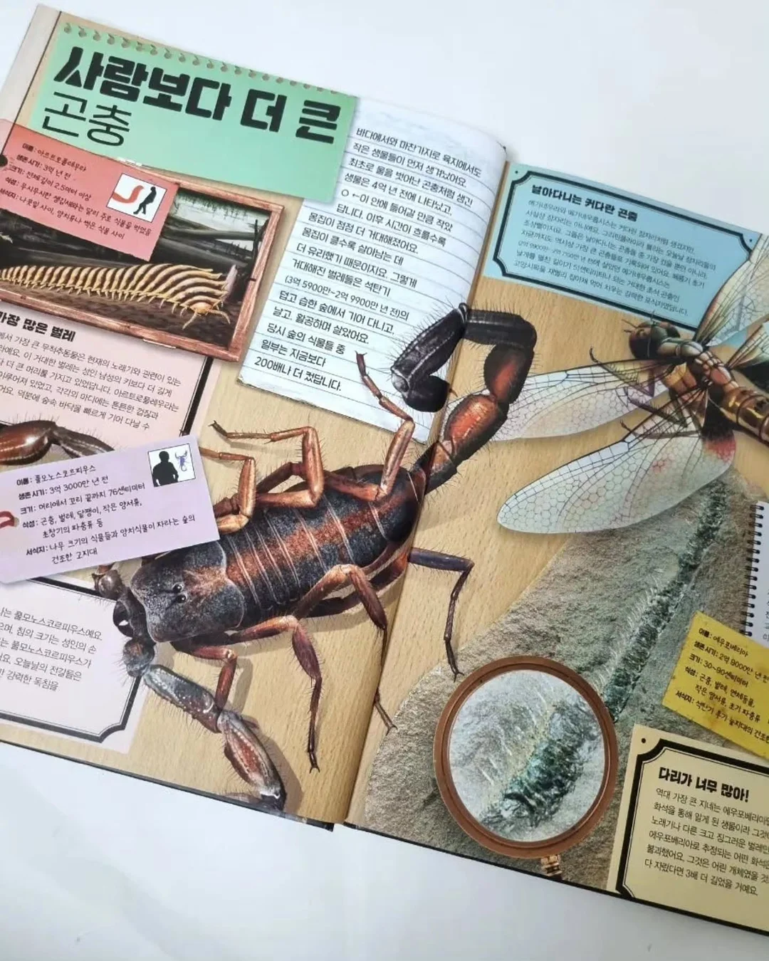 아디불꽃 스타일 레깅스 14
