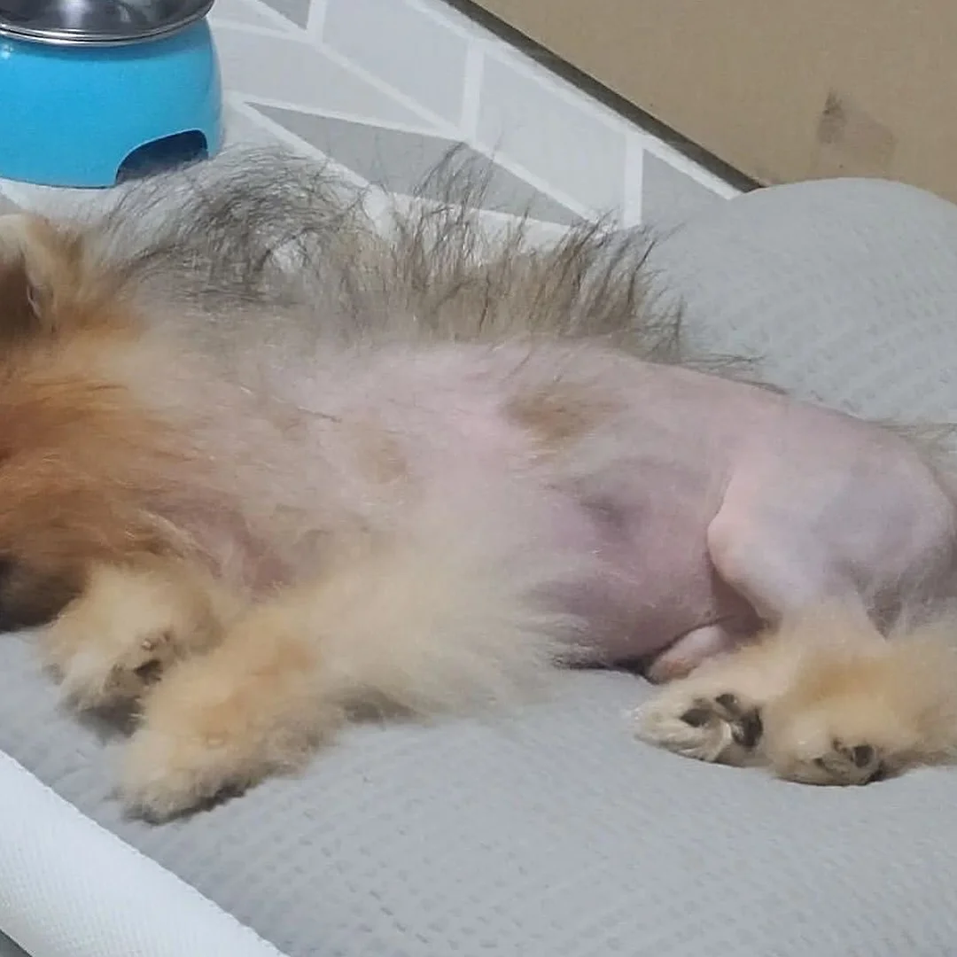 초당옥수수 2