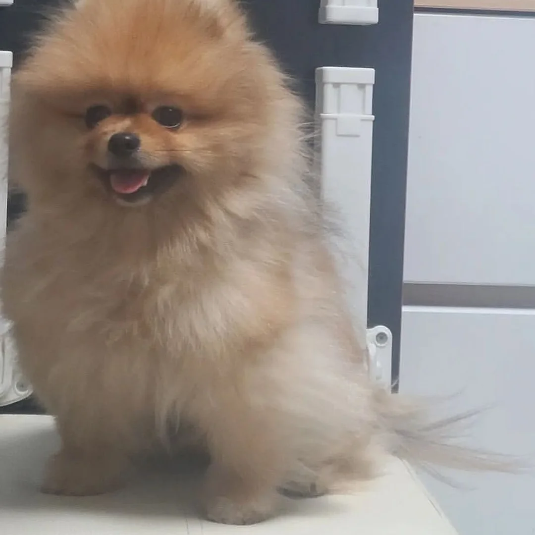 초당옥수수 6