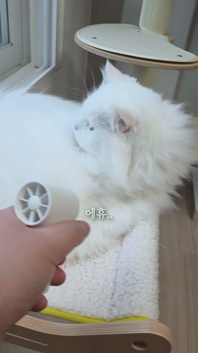 당일케이크