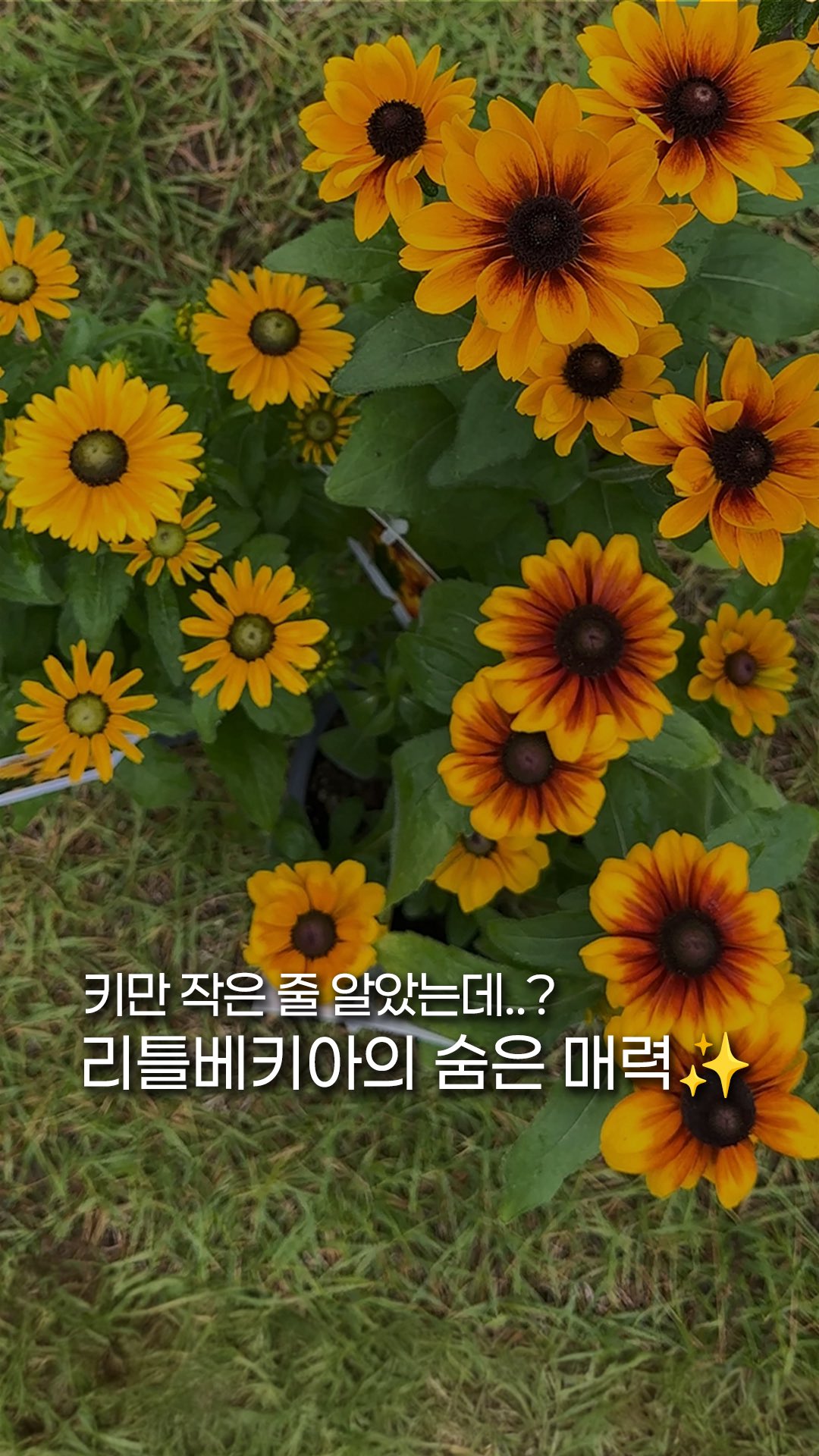 정관장 유바이오틱스 포커스