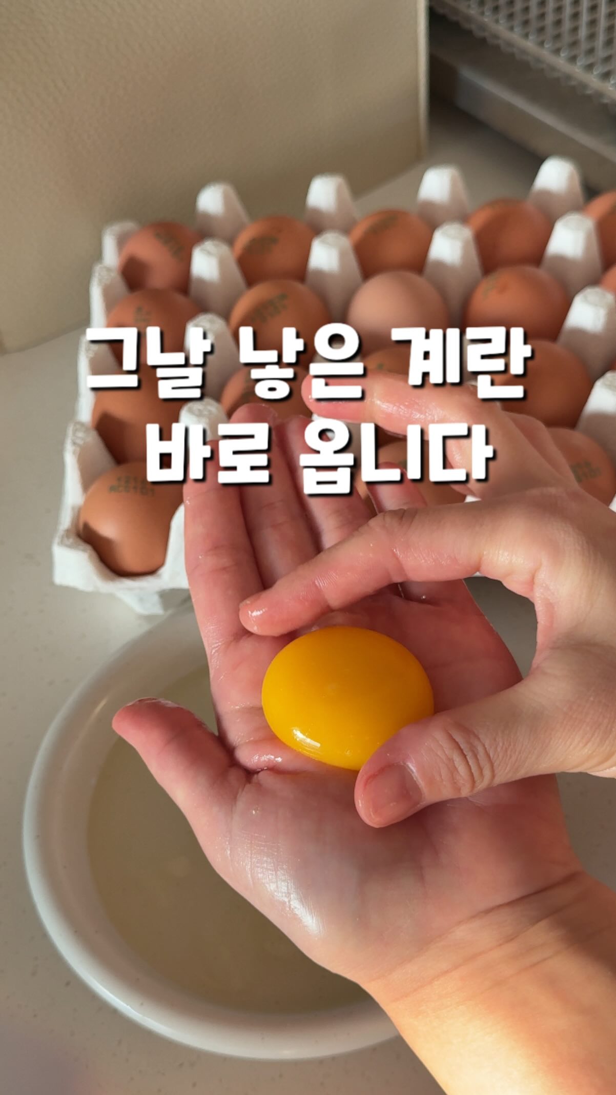 안냥안냥 고양이 호텔 2
