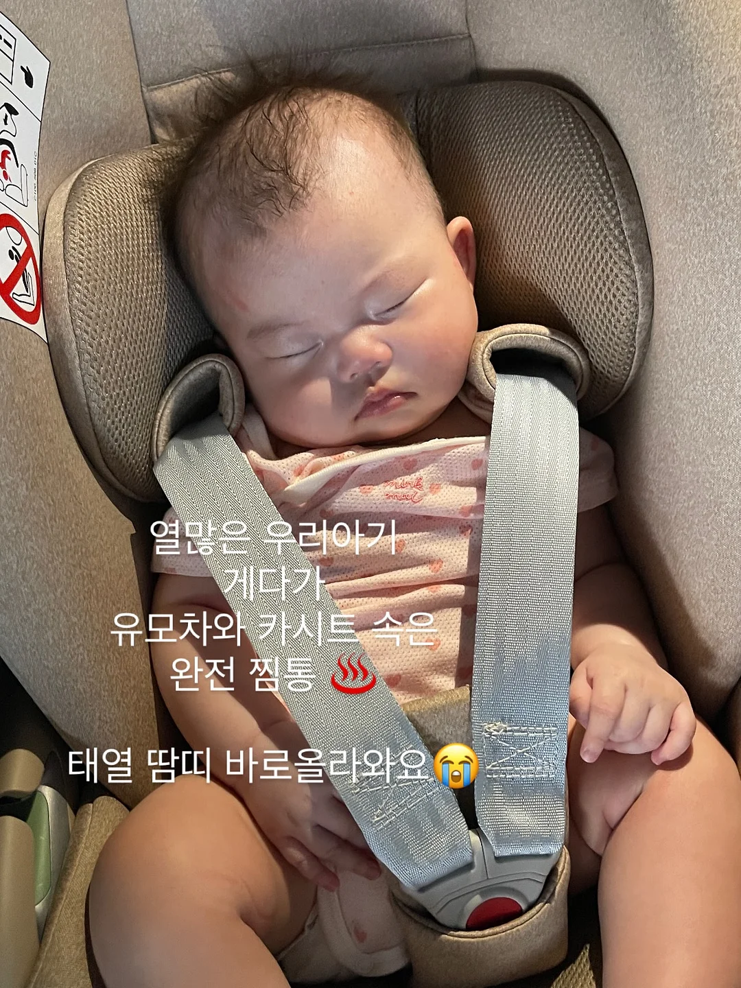 강아지 전용 휴양지 쿠션 2