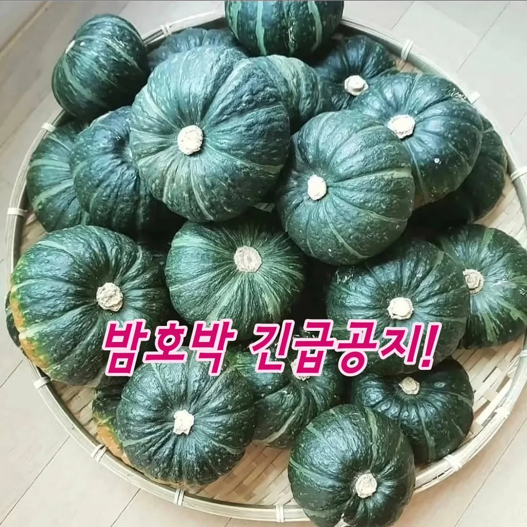 우리별피자 화덕립 1
