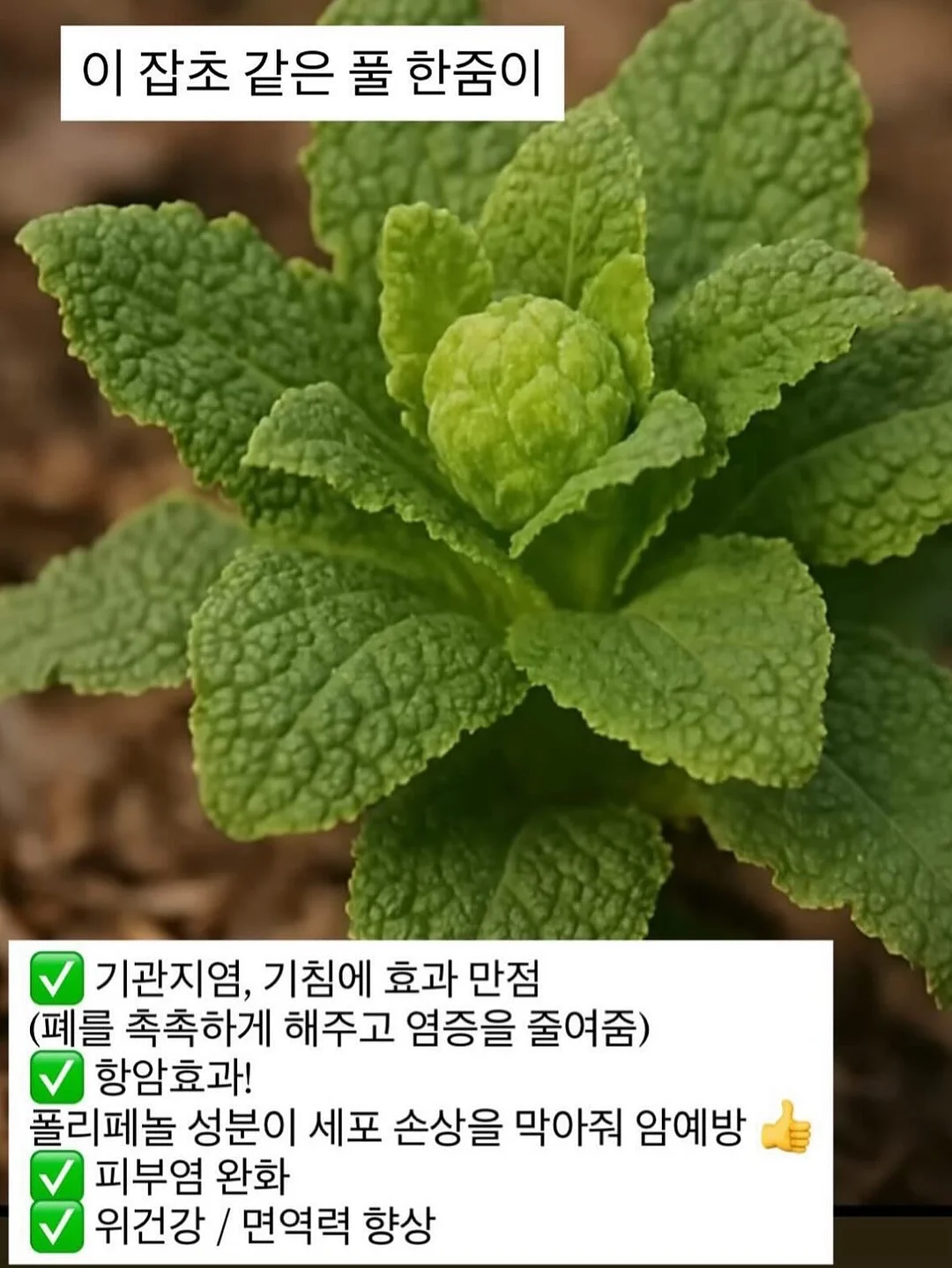 초음파 사진 무드등 6