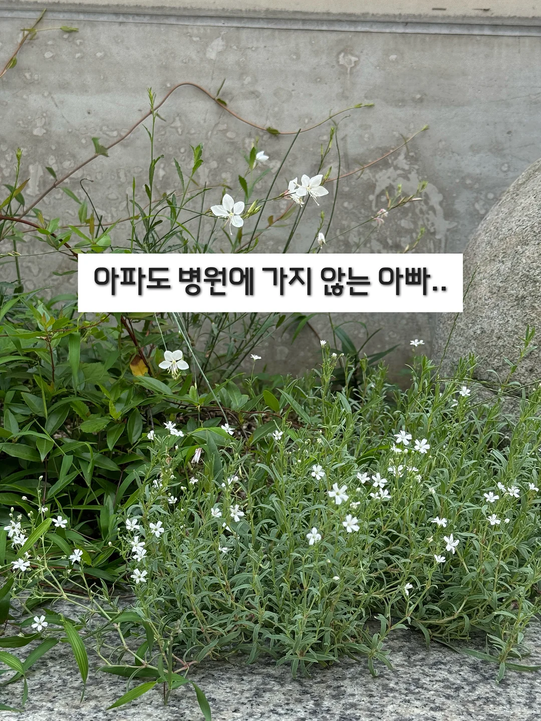 뷔스티에 1