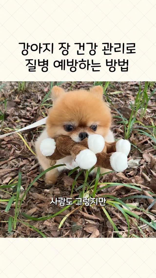 답례품 앙금쿠키 4구