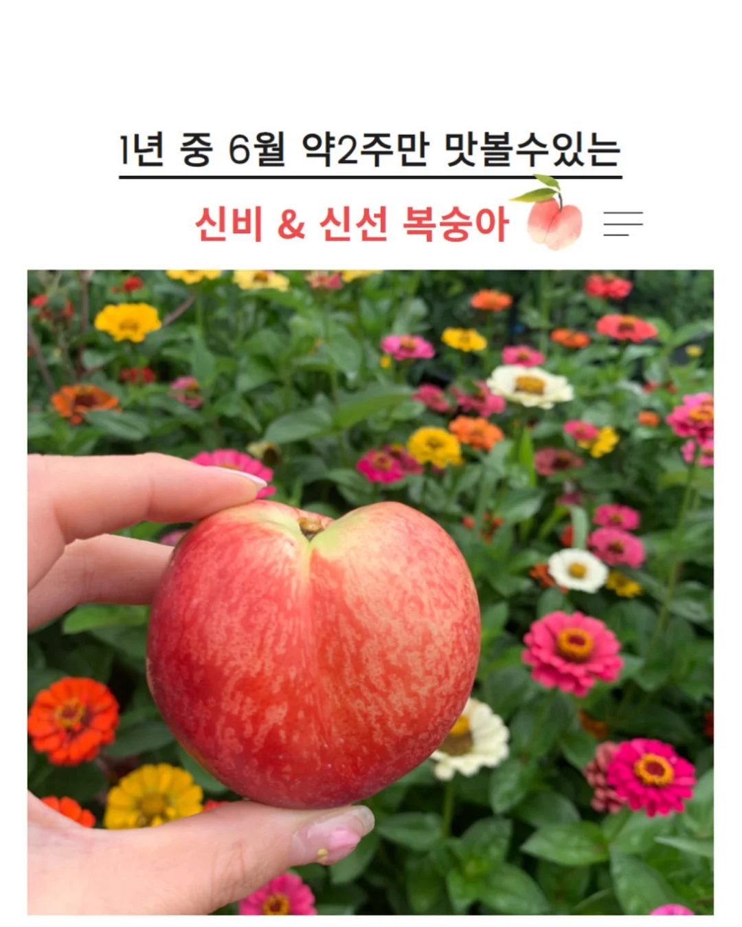 유니클로 브라탑 11