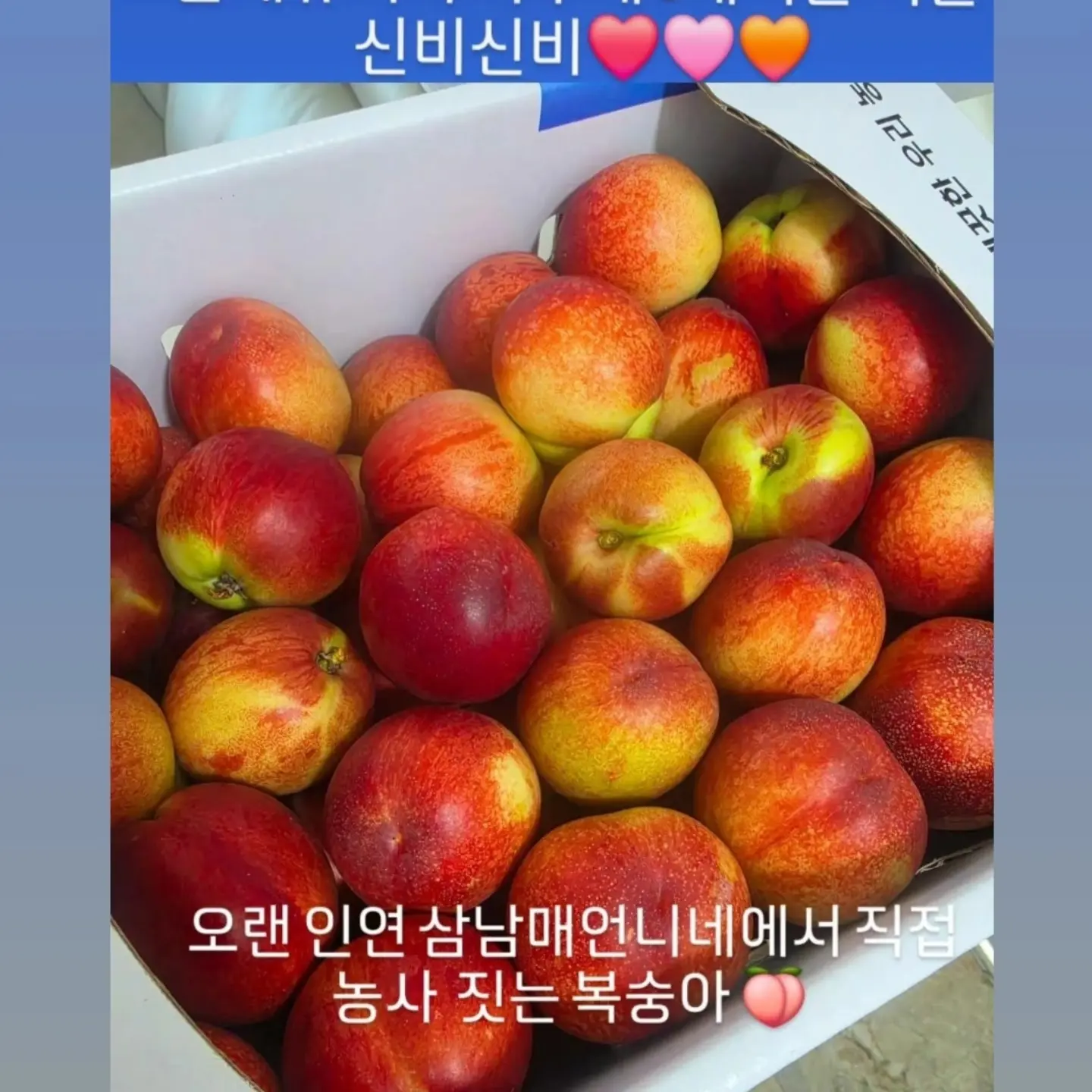 햇완두콩 부라타 샌드위치 11