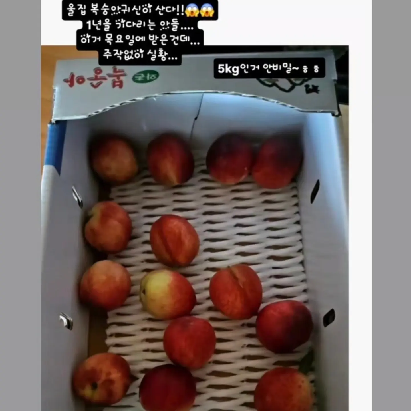 햇완두콩 부라타 샌드위치 12