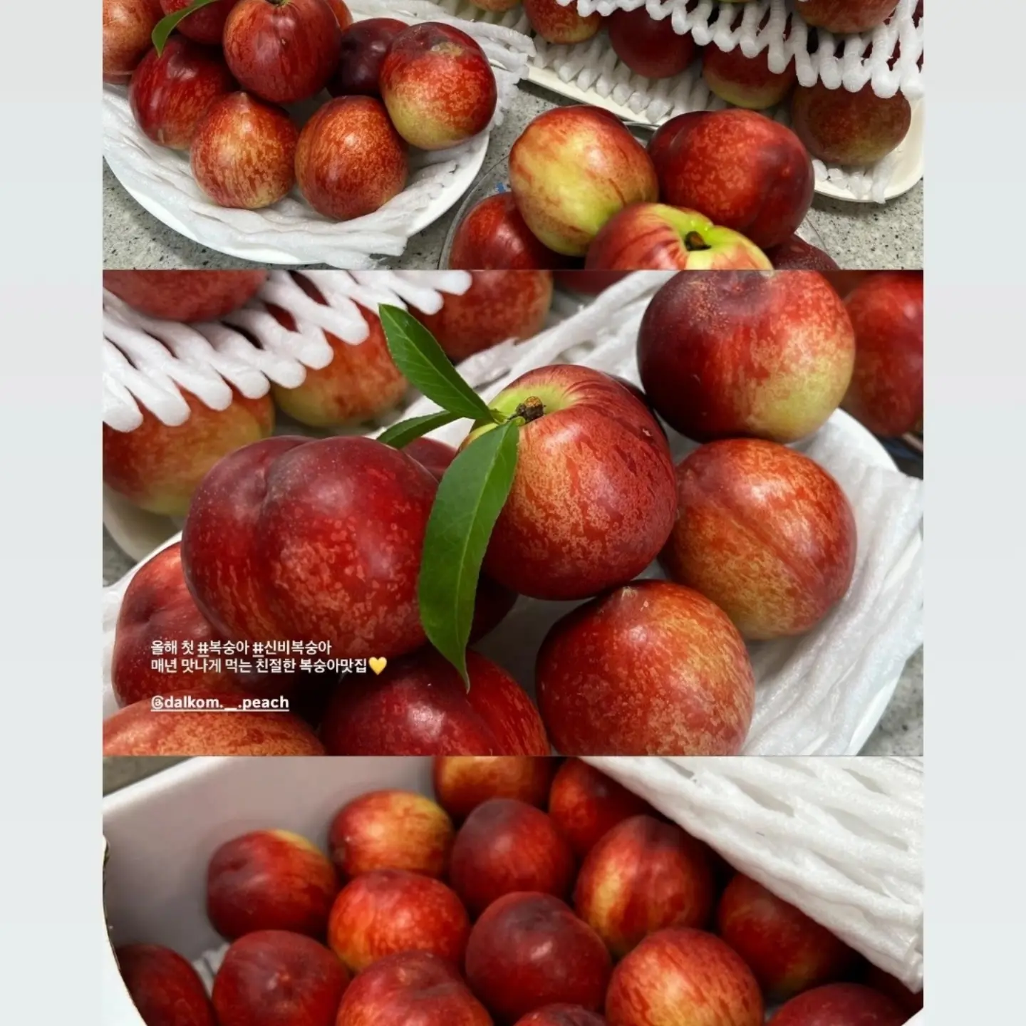 햇완두콩 부라타 샌드위치 8