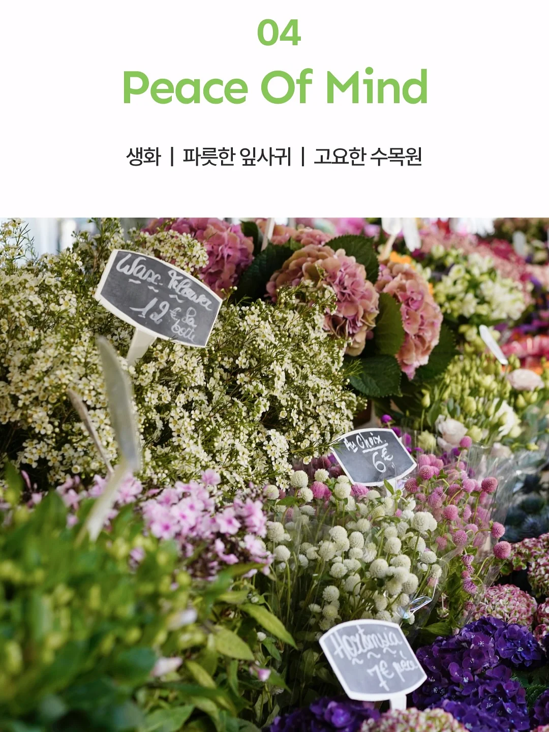 갑수동 도그 워커 클럽 13