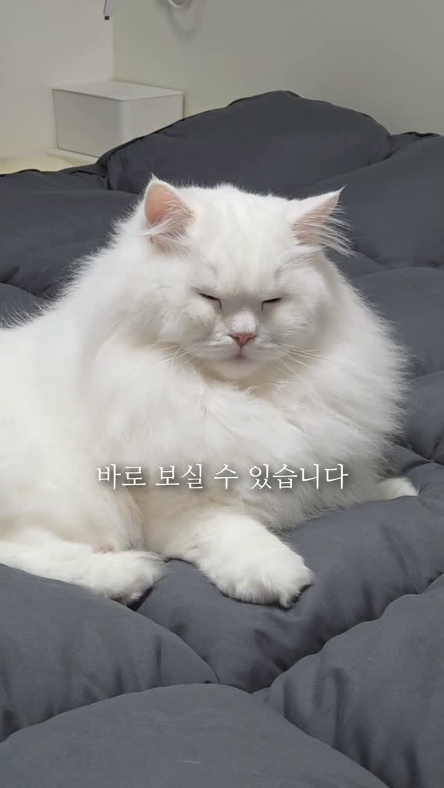 백곰 원피스