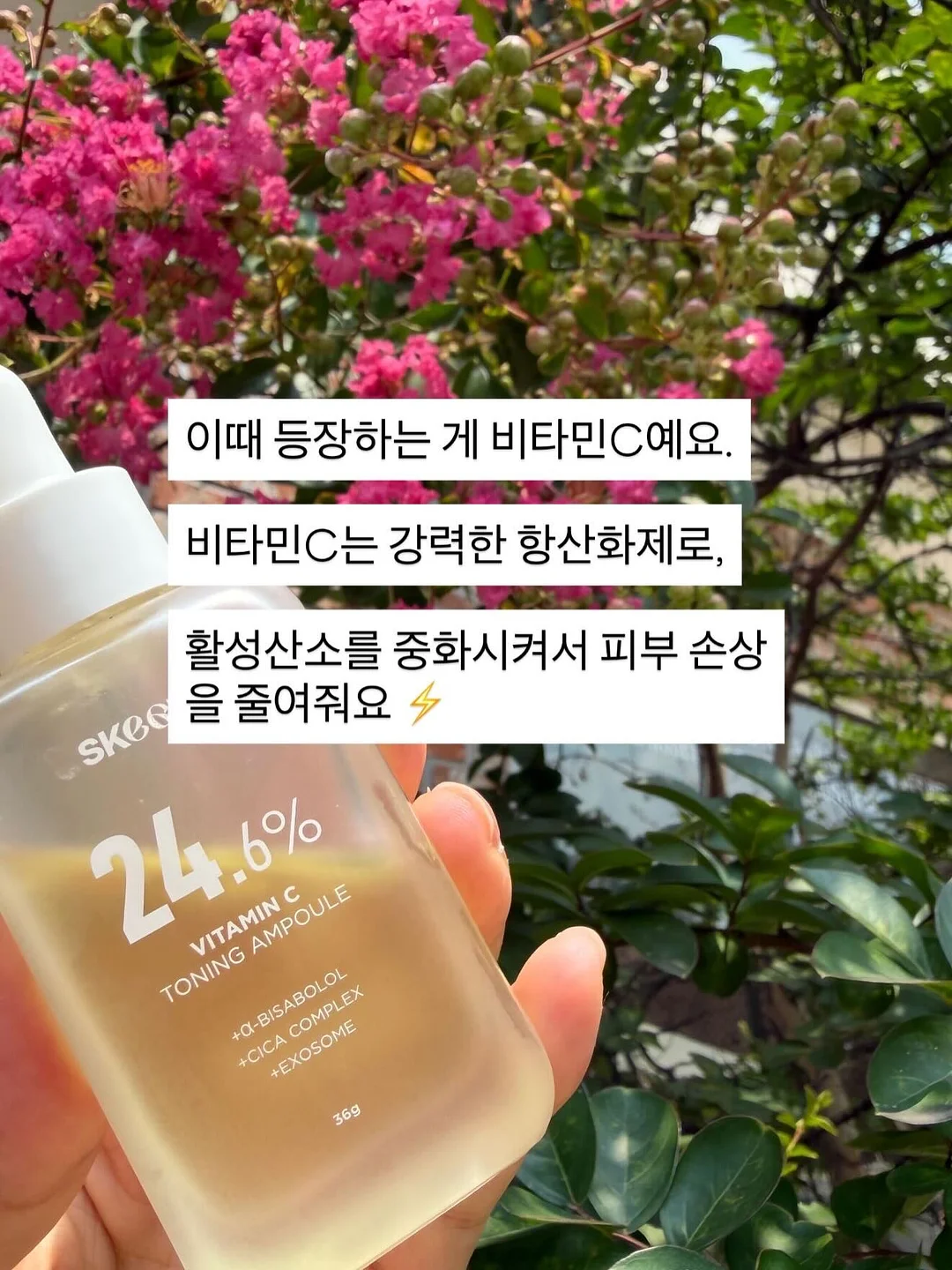반려 선인장 4