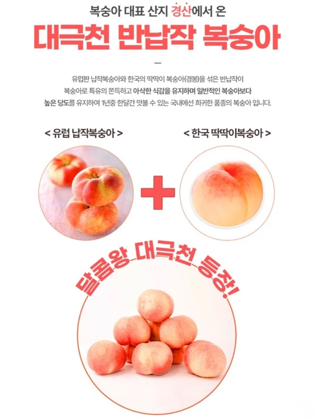 장미 4