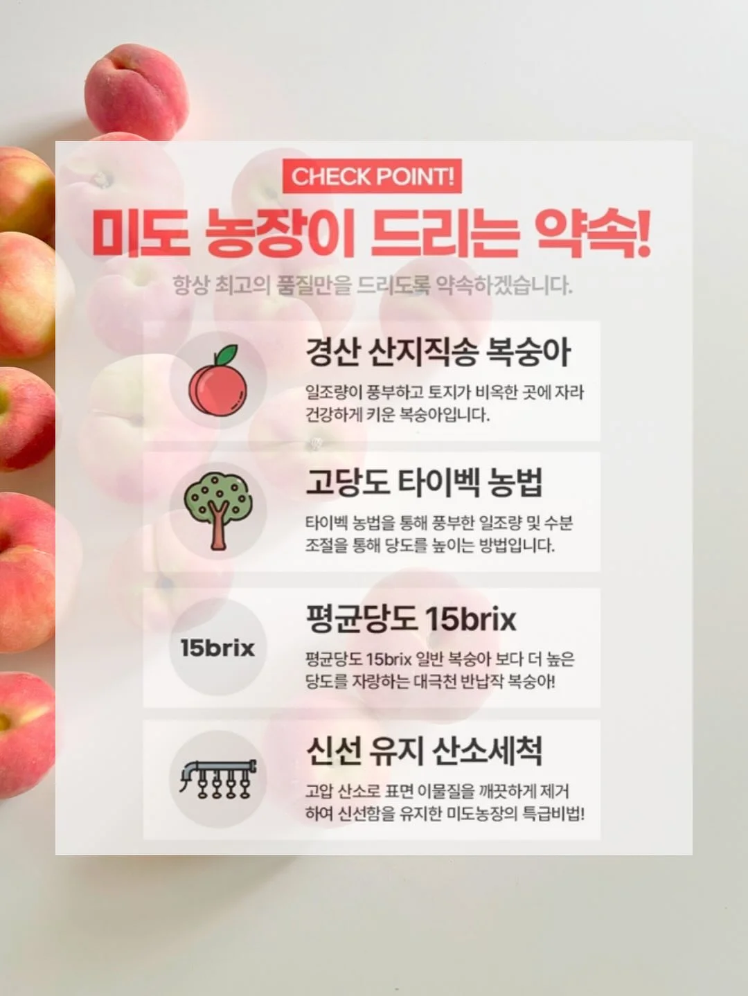 장미 5