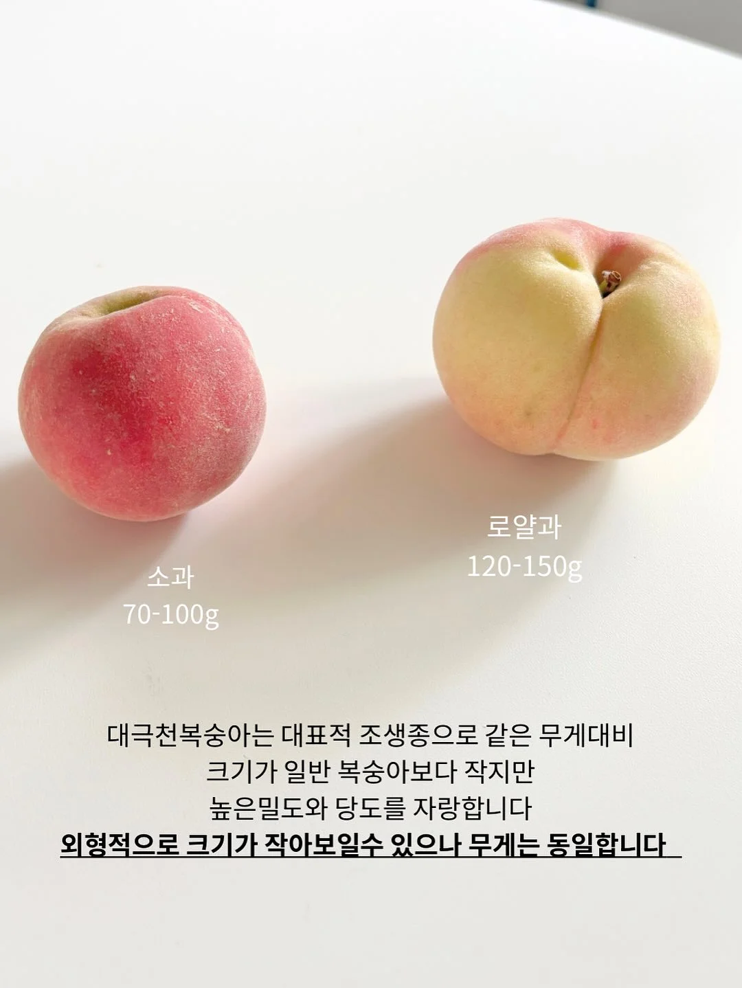 장미 7