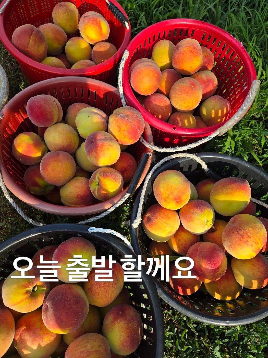밍크 코트 1