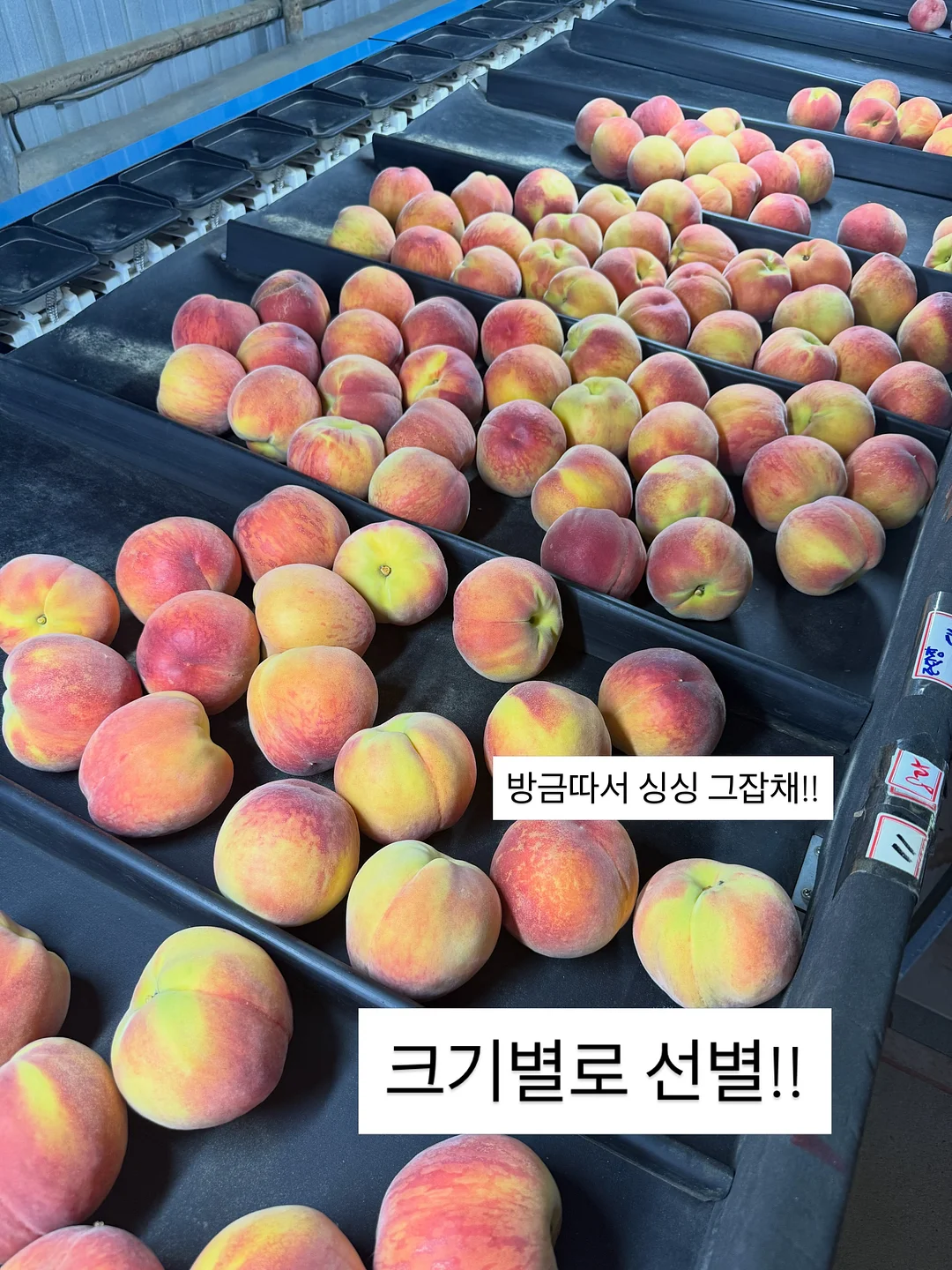 밍크 코트 5