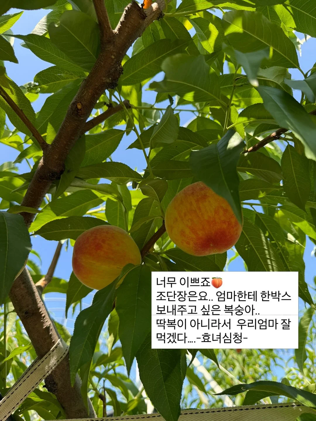 밍크 코트 6