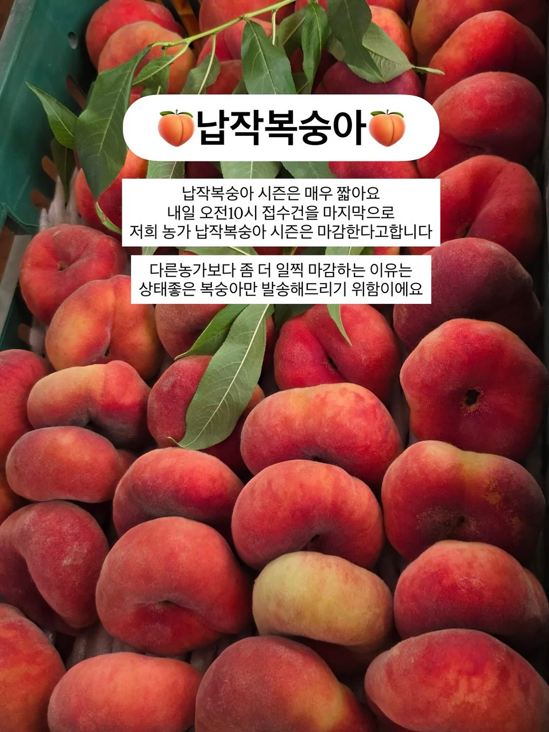 햄토리 모히모히 누이 1
