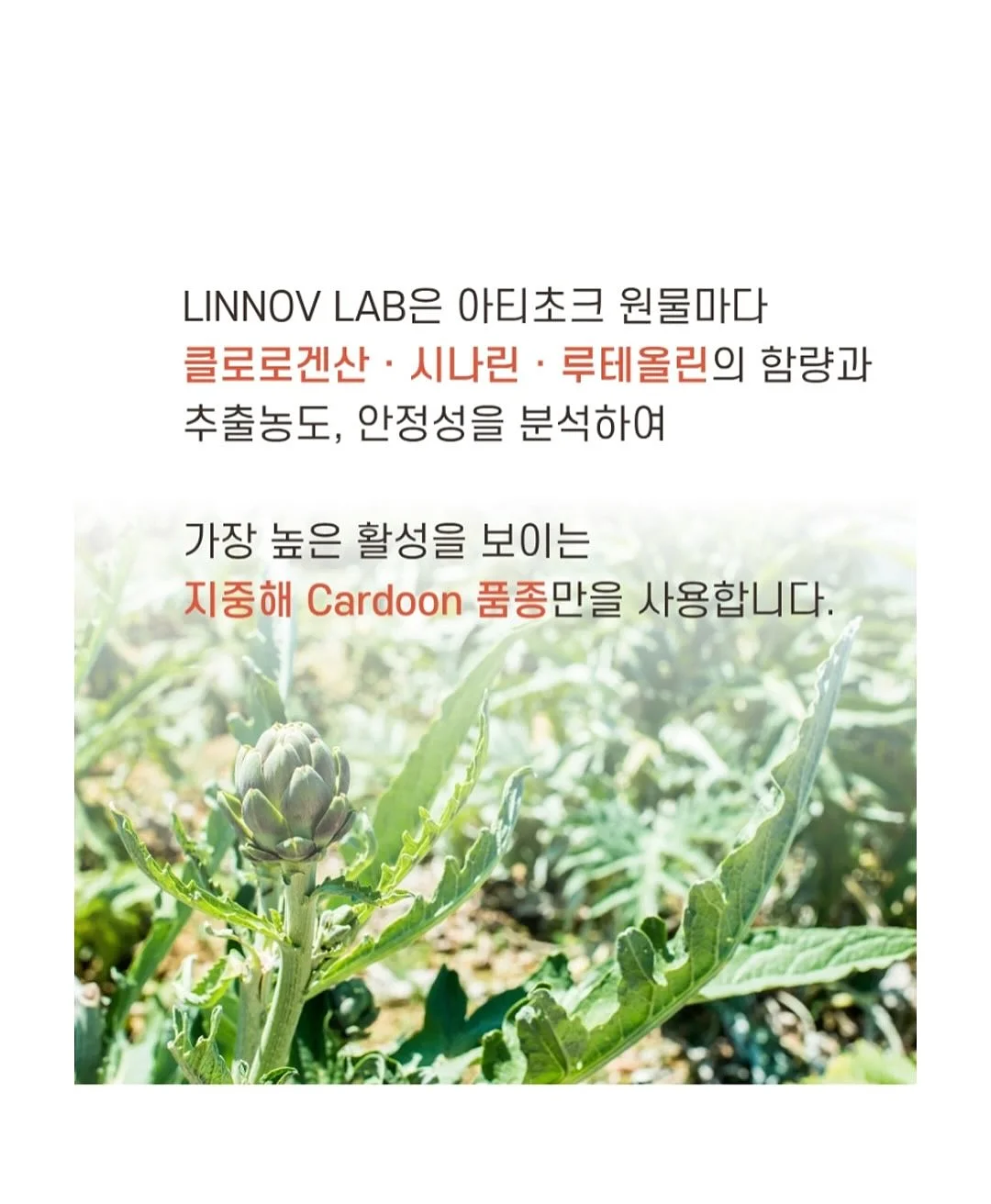 포니테일 캡 13
