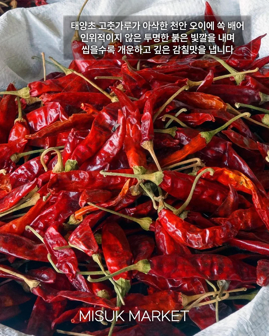 덴섬 식물 4