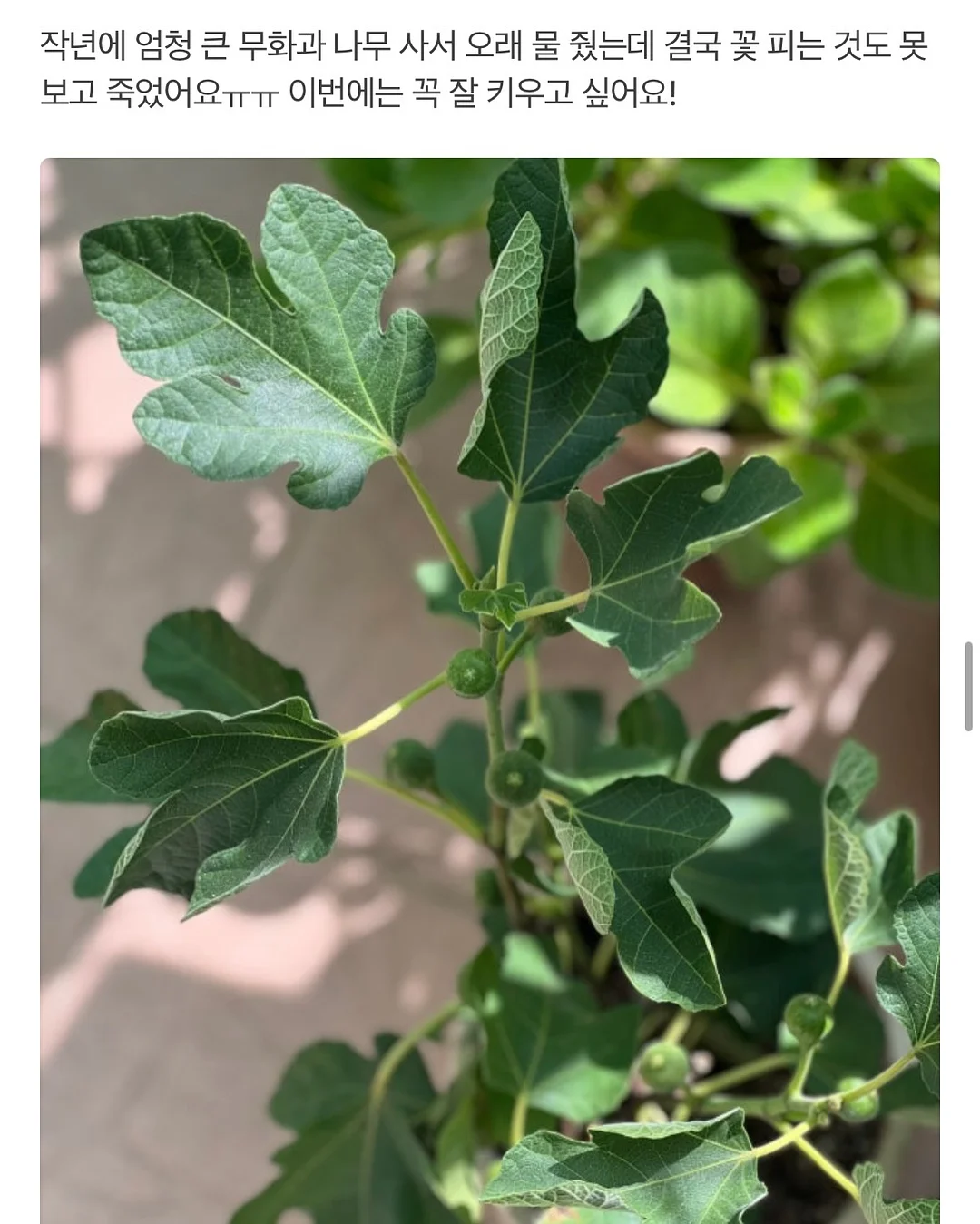 오아연청부츠컷데님 12