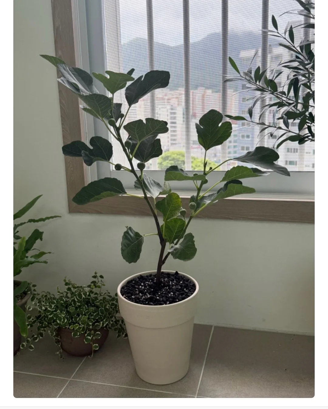 오아연청부츠컷데님 20