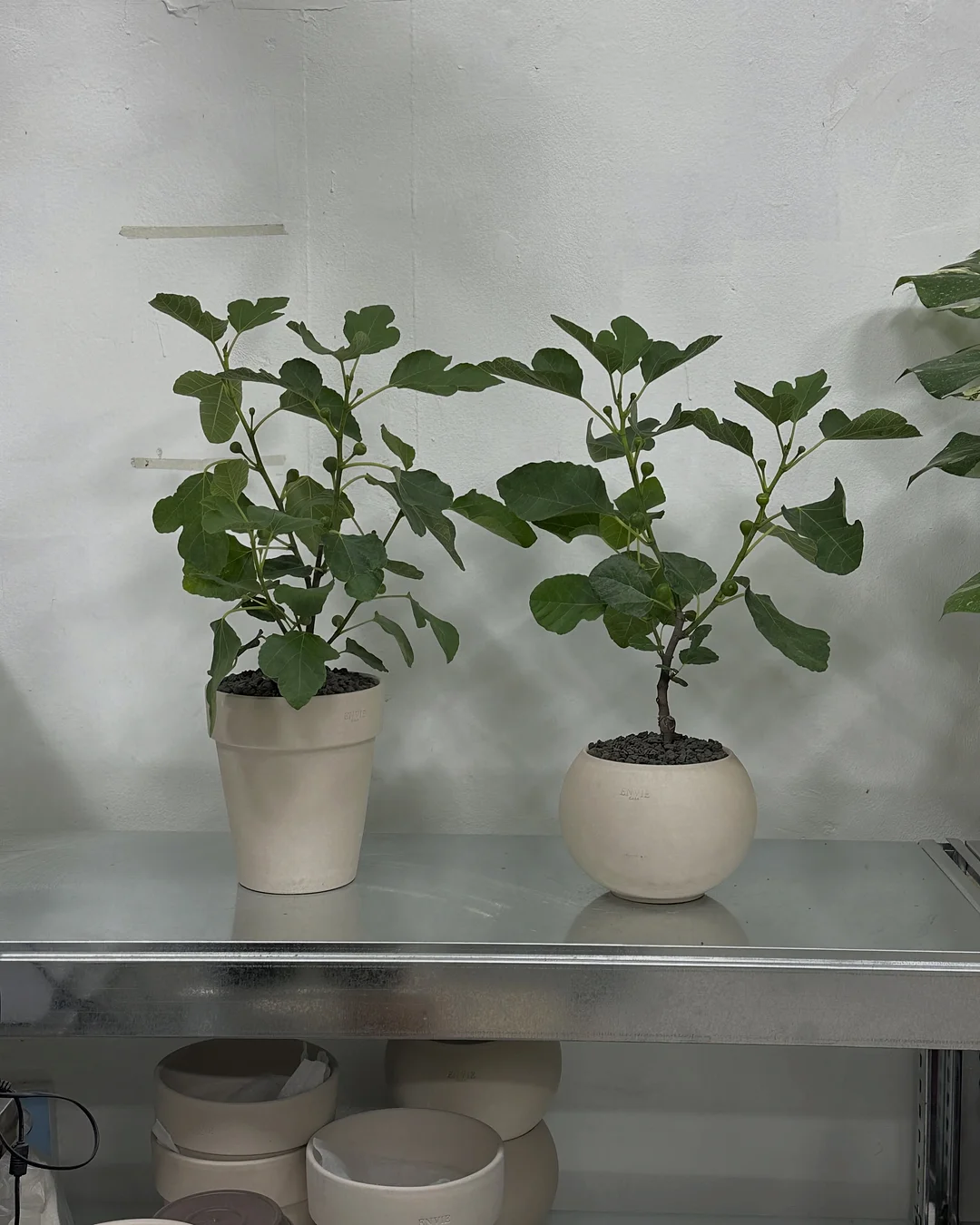 오아연청부츠컷데님 2