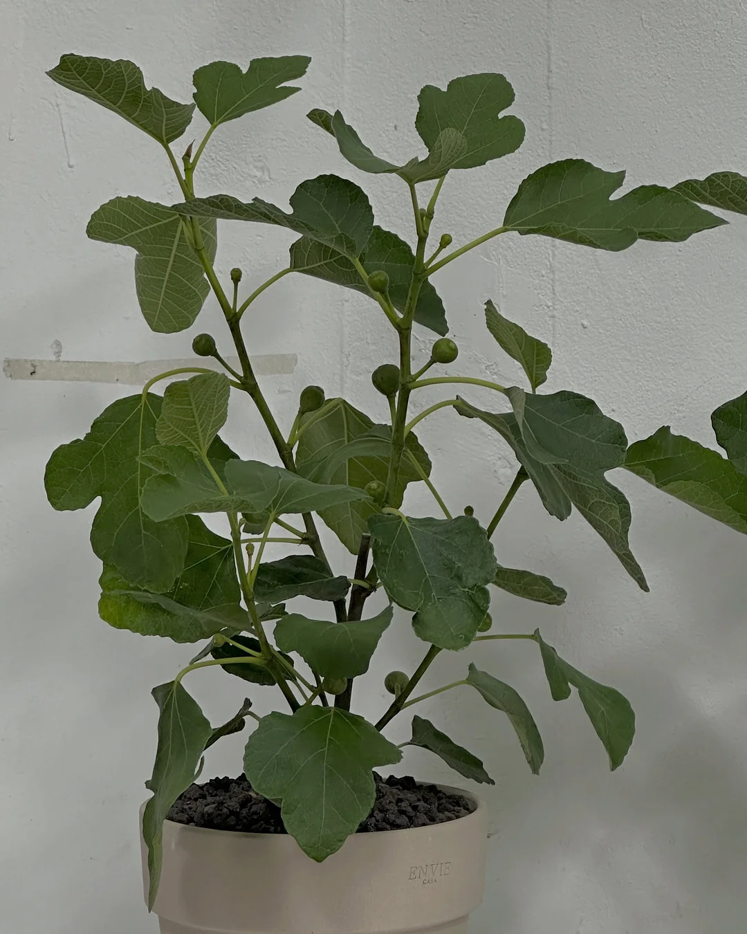 오아연청부츠컷데님 3