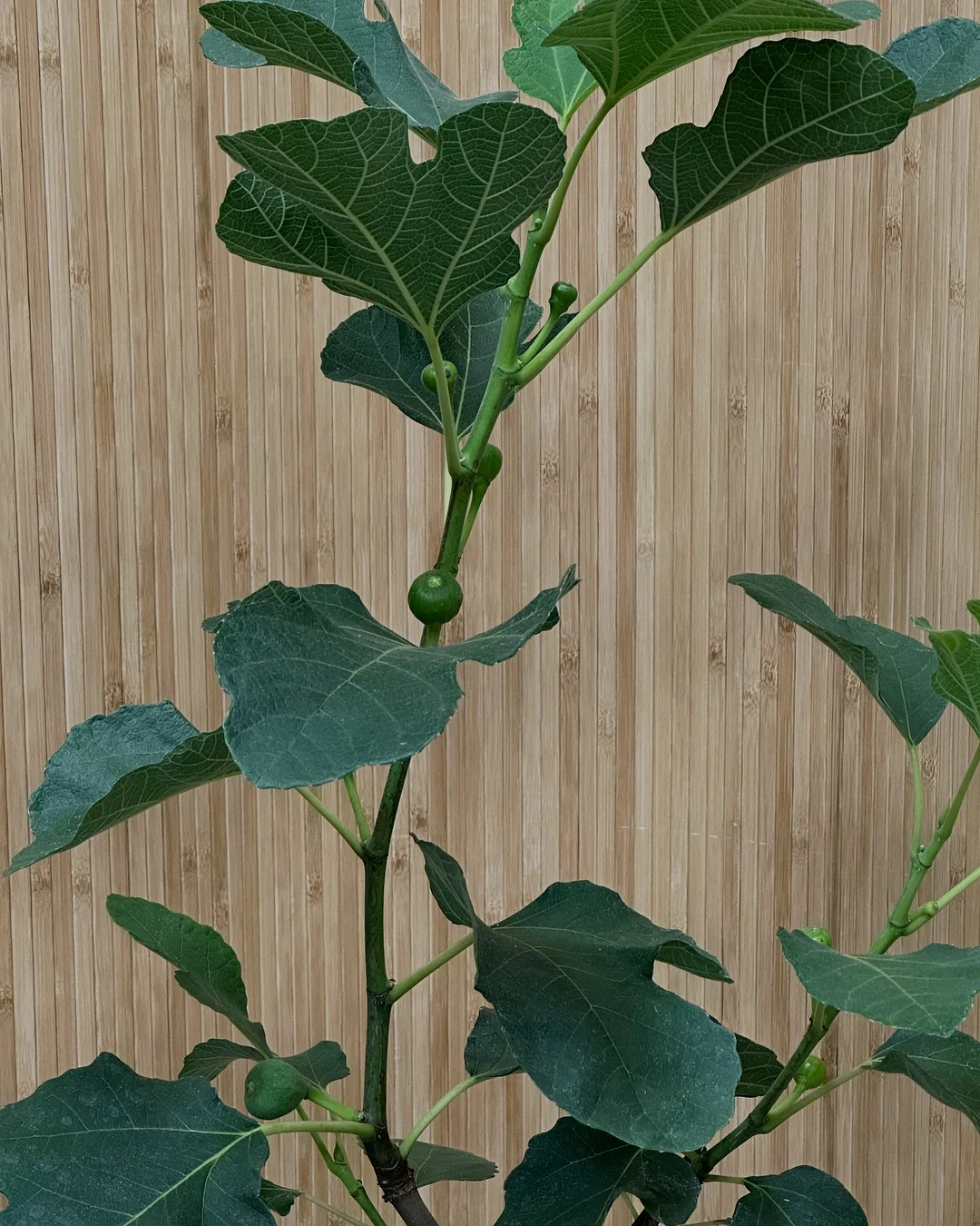 오아연청부츠컷데님 9