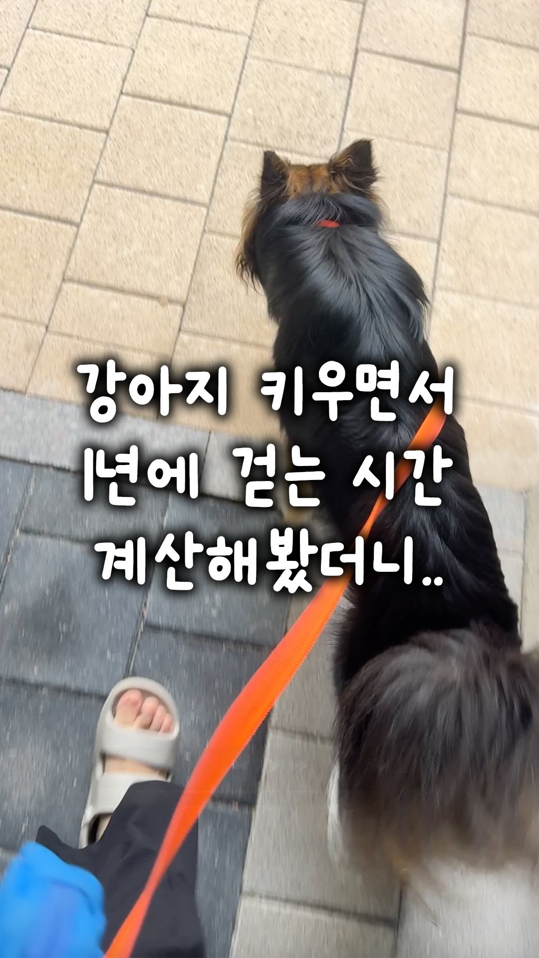 루이보스 밀크티 스콘