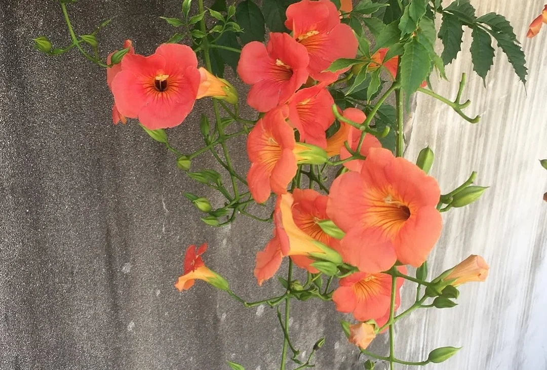 순대튀김 2