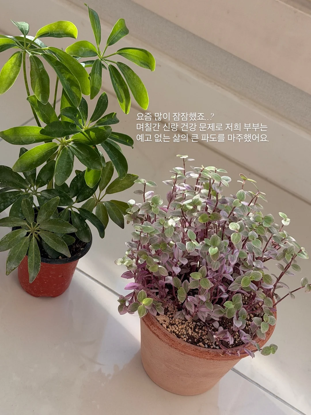 롤리 마사지기 2