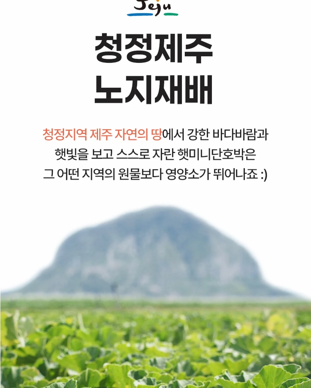 시즌스올리브절임 5
