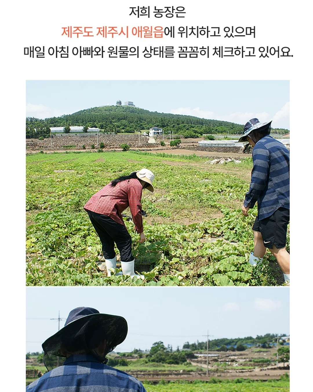 시즌스올리브절임 7