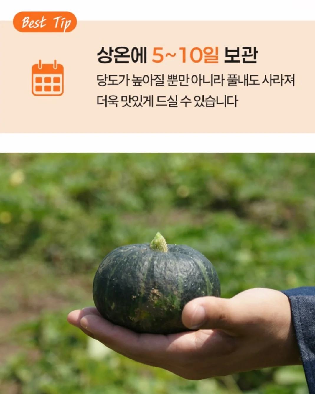 시즌스올리브절임 9