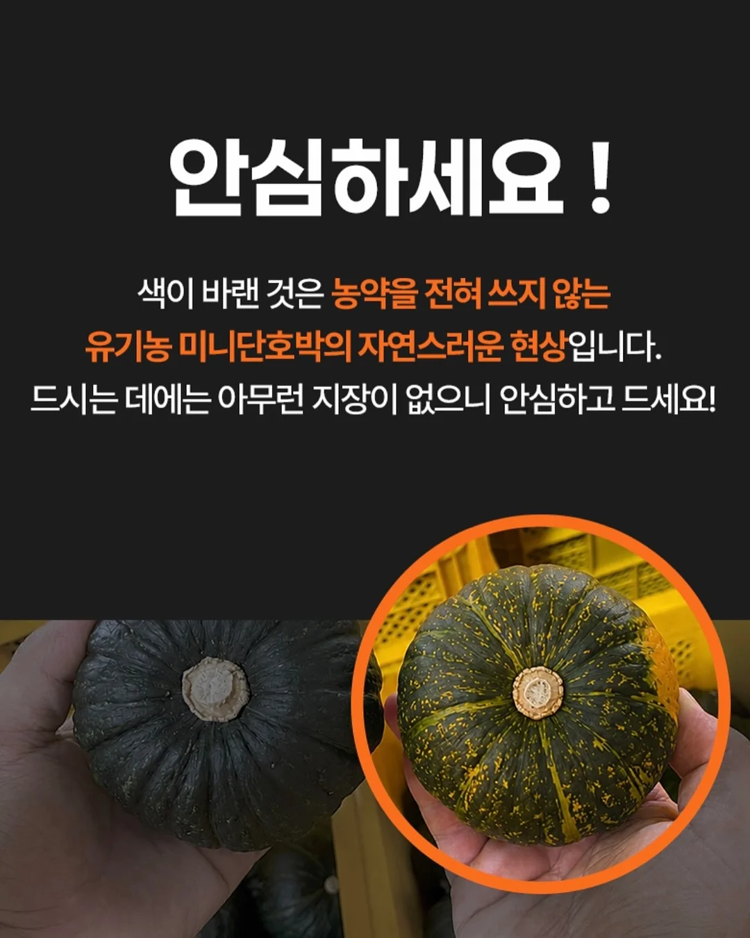 시즌스올리브절임 10