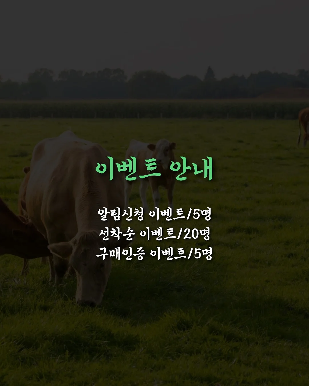 홈트 찐템 18