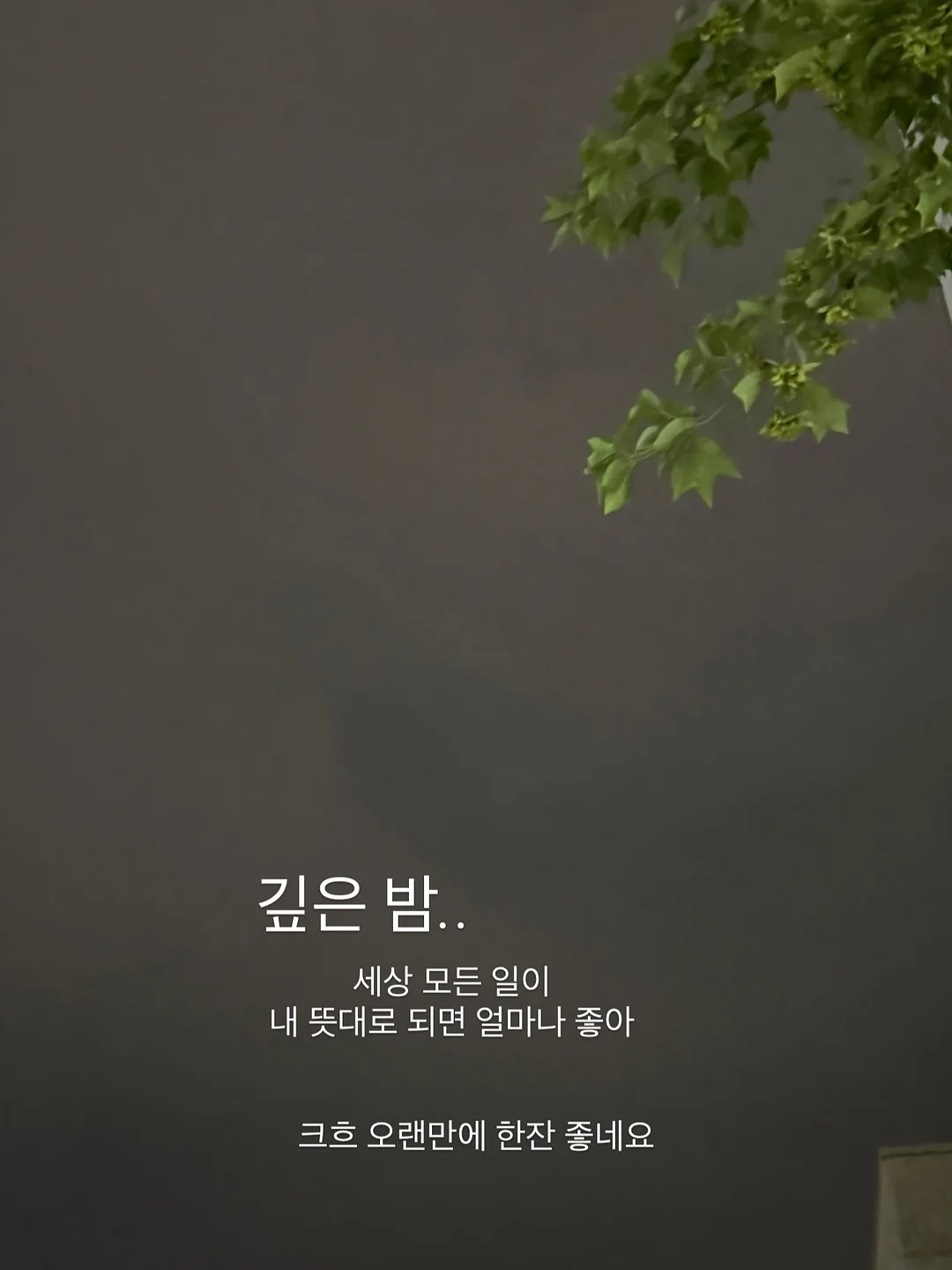 키머즈 쉘위고 타는 캐리어 5