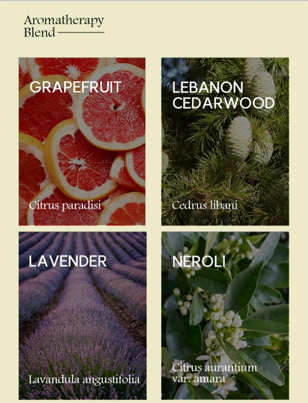 박규영 공항패션 스파 브랜드 의류 15