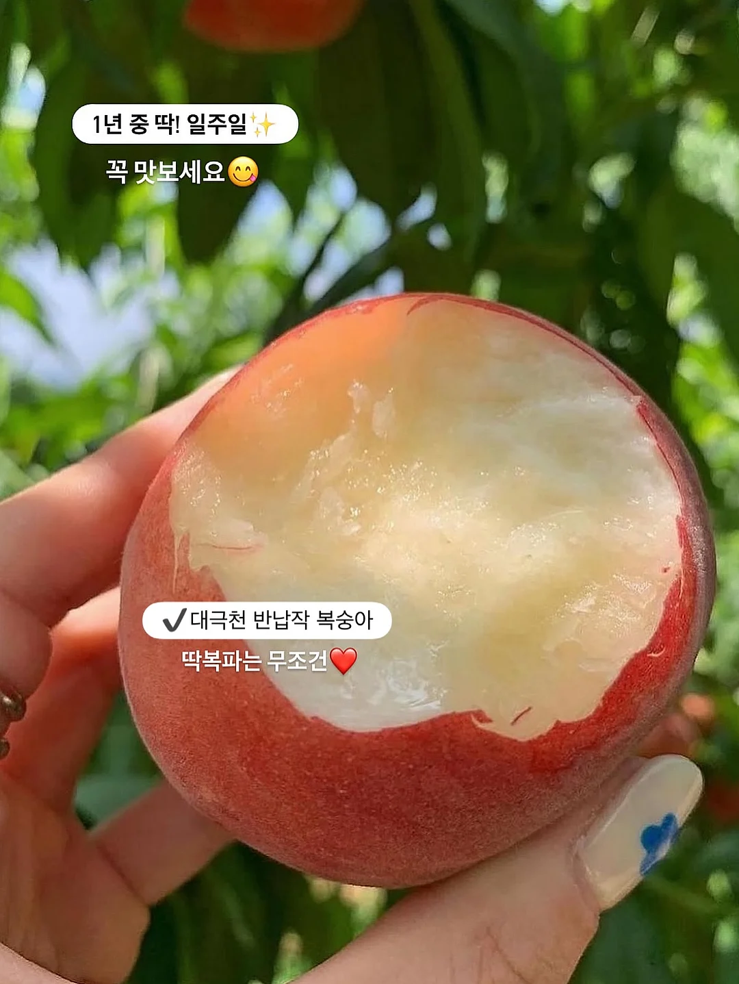 하램팬츠 1