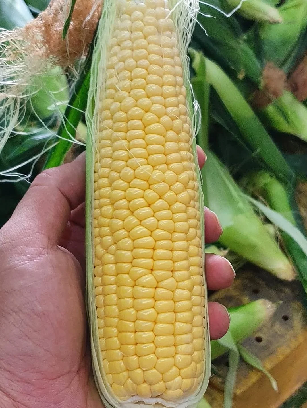 후르츠산도 9