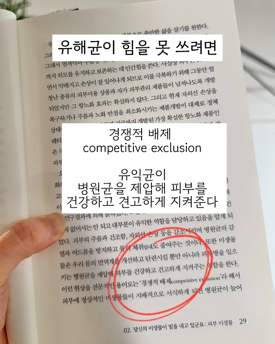 로만쉐이드 11