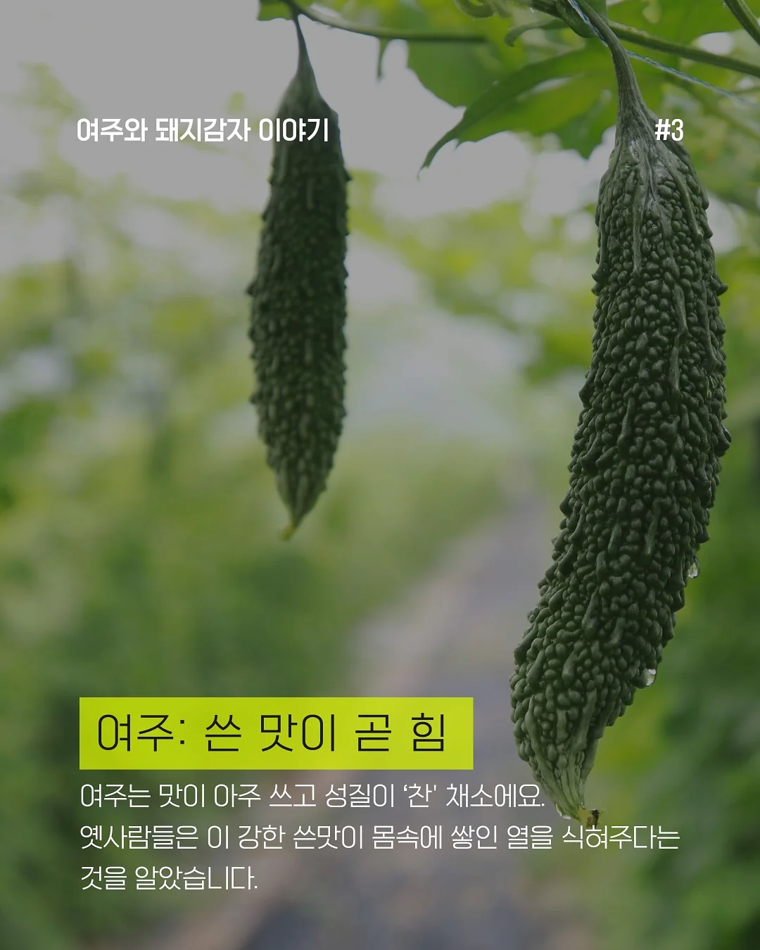 벽돌 치즈 6